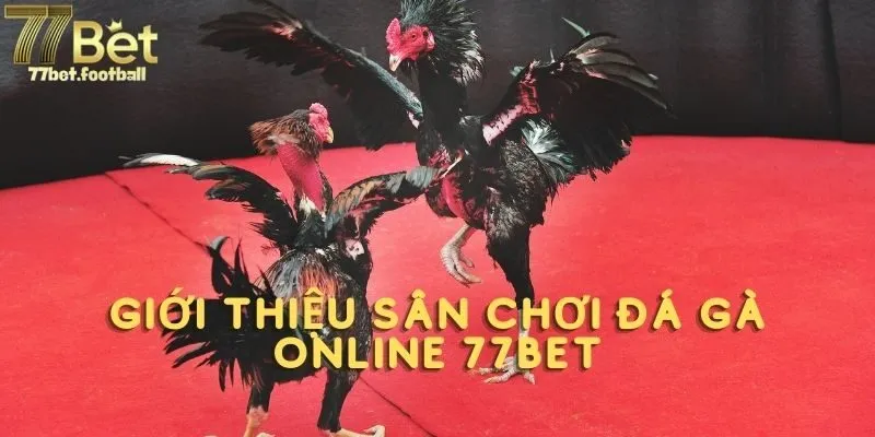 Giới thiệu sân chơi đá gà online 77BET